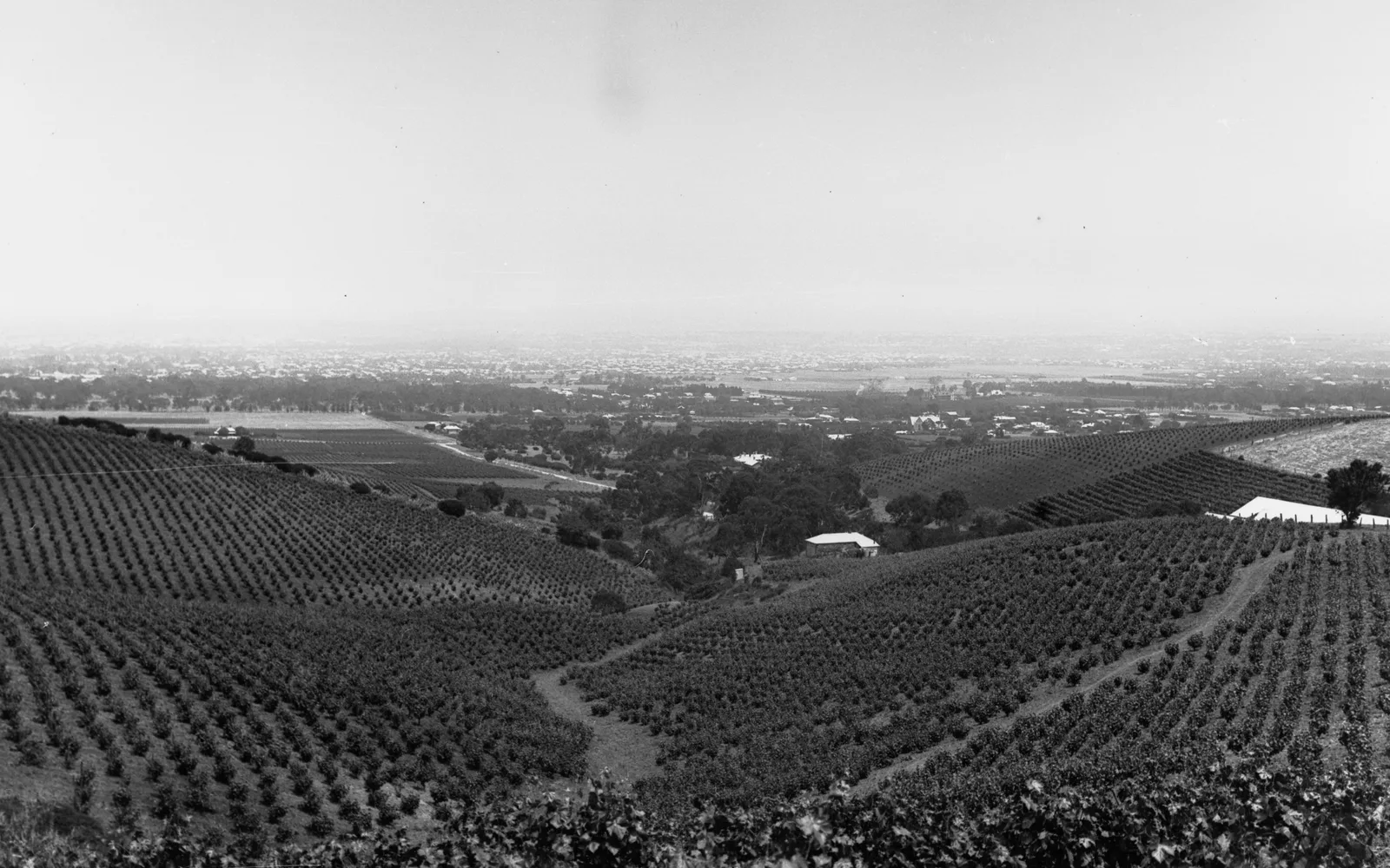 Vineyard landscape with grapevines and agricultural fields